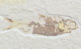 Multiple Knightia Fossil Fish Plate - x #42456-1
